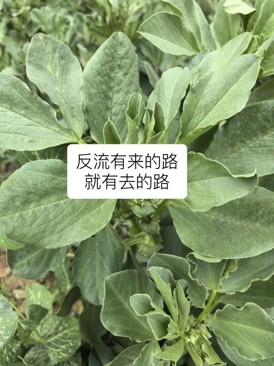 反流有来的路，就有去的路