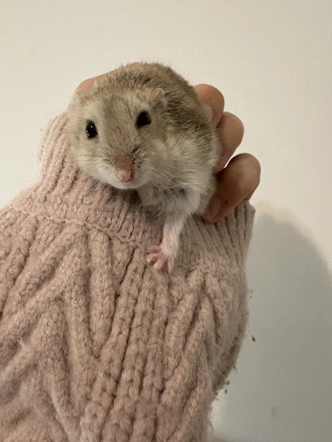 把mimi接回家啦！