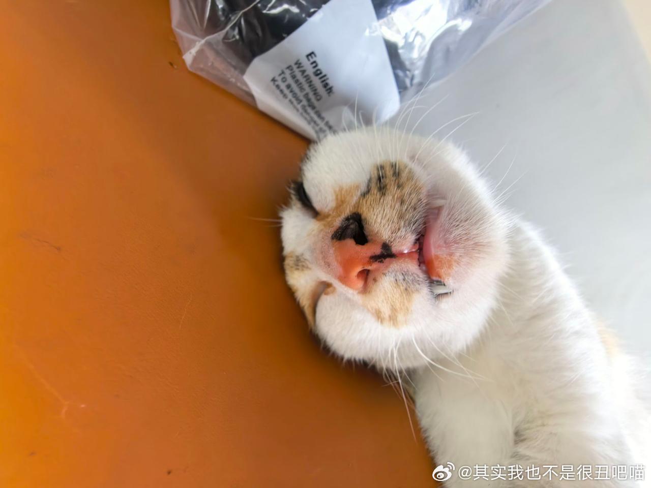 49456【丑猫】淡淡的…就这样流口水🤤 