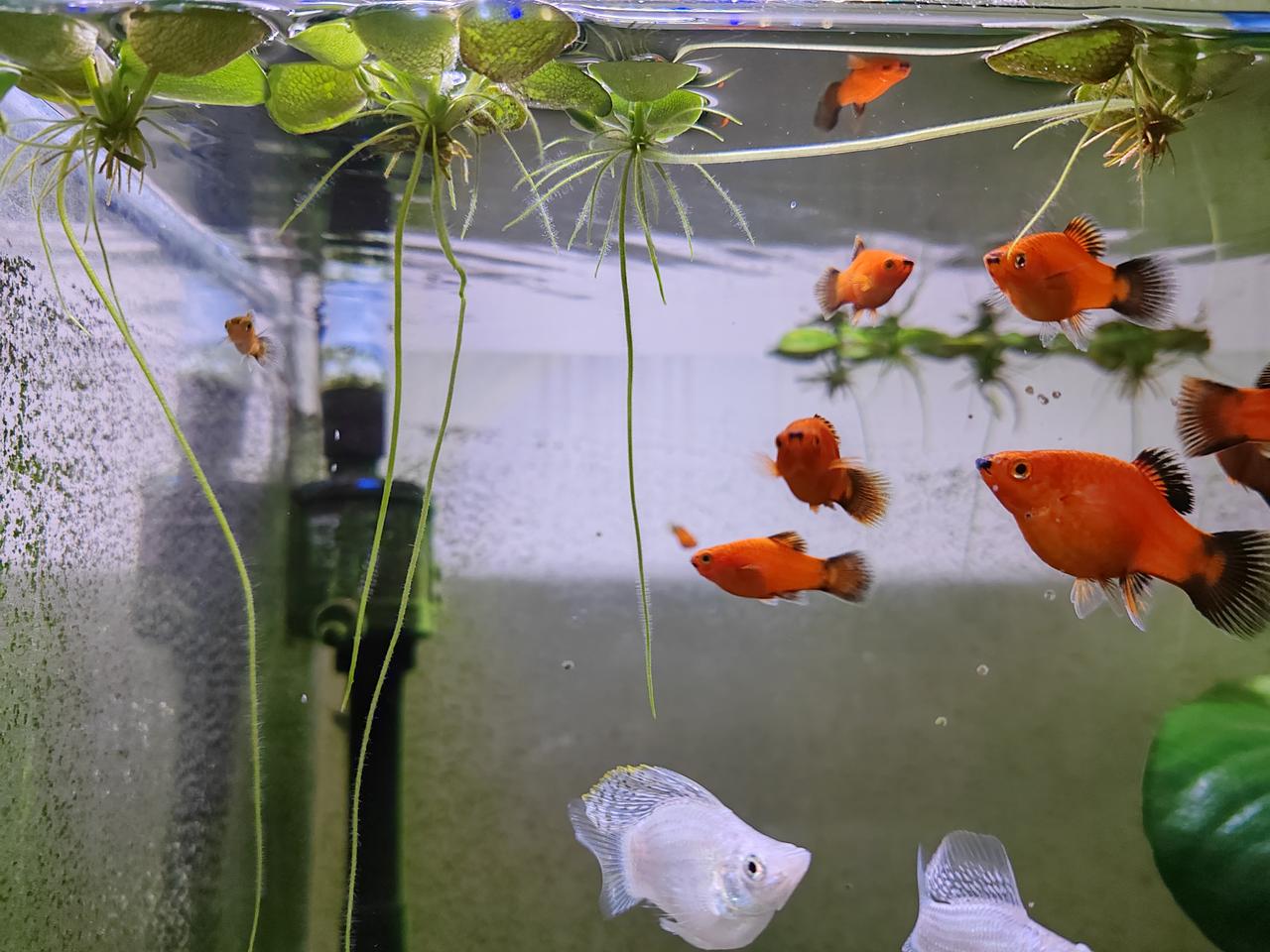 为了分担过滤系统的压力，我在鱼缸里放养了几颗圆叶浮萍。圆叶浮萍株型比较大，叶片翠