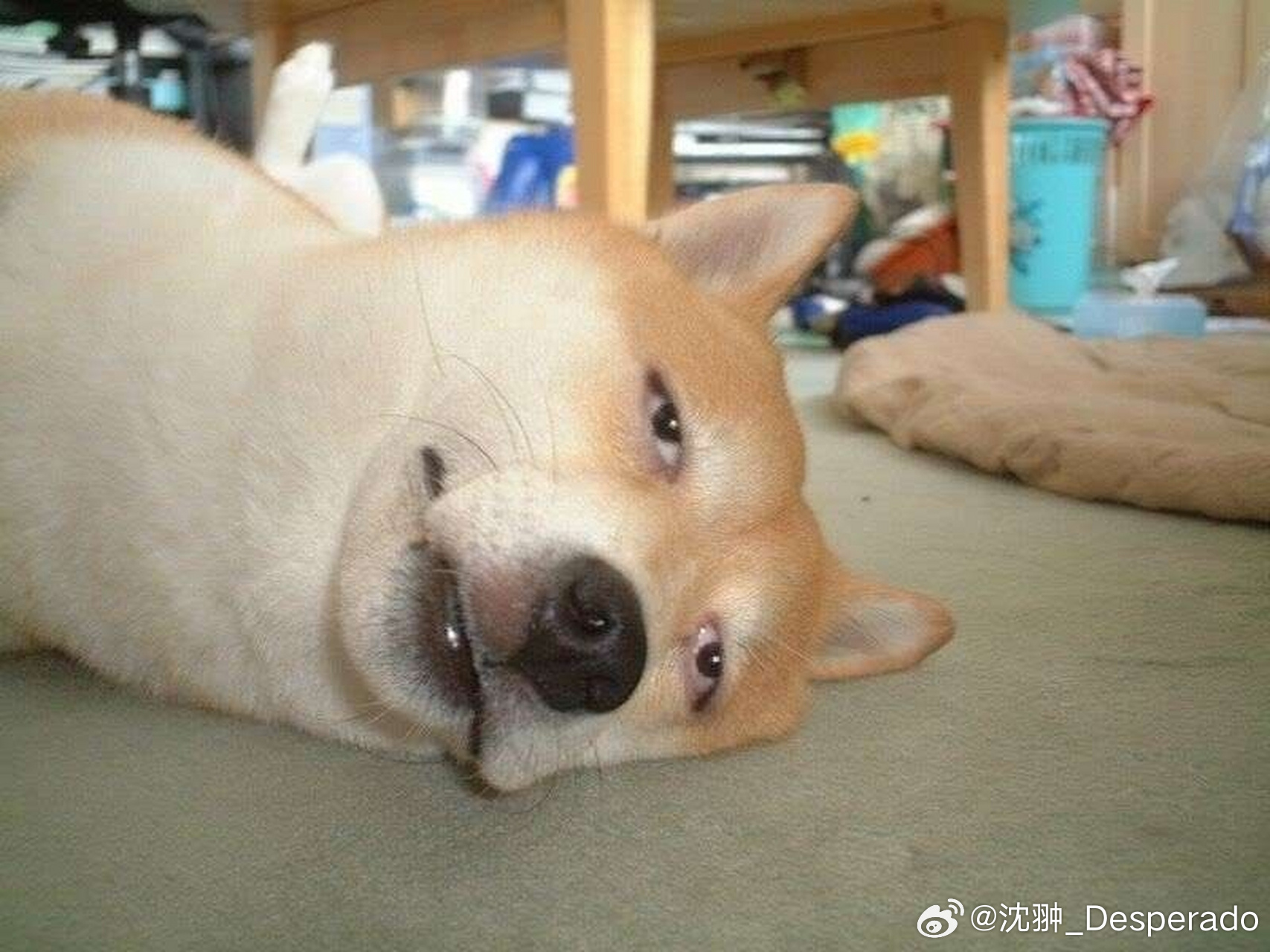 有的老师你们也别抱怨了，你折腾十来年，不如人家穿个吊带儿拍个视频话题性高。你应该