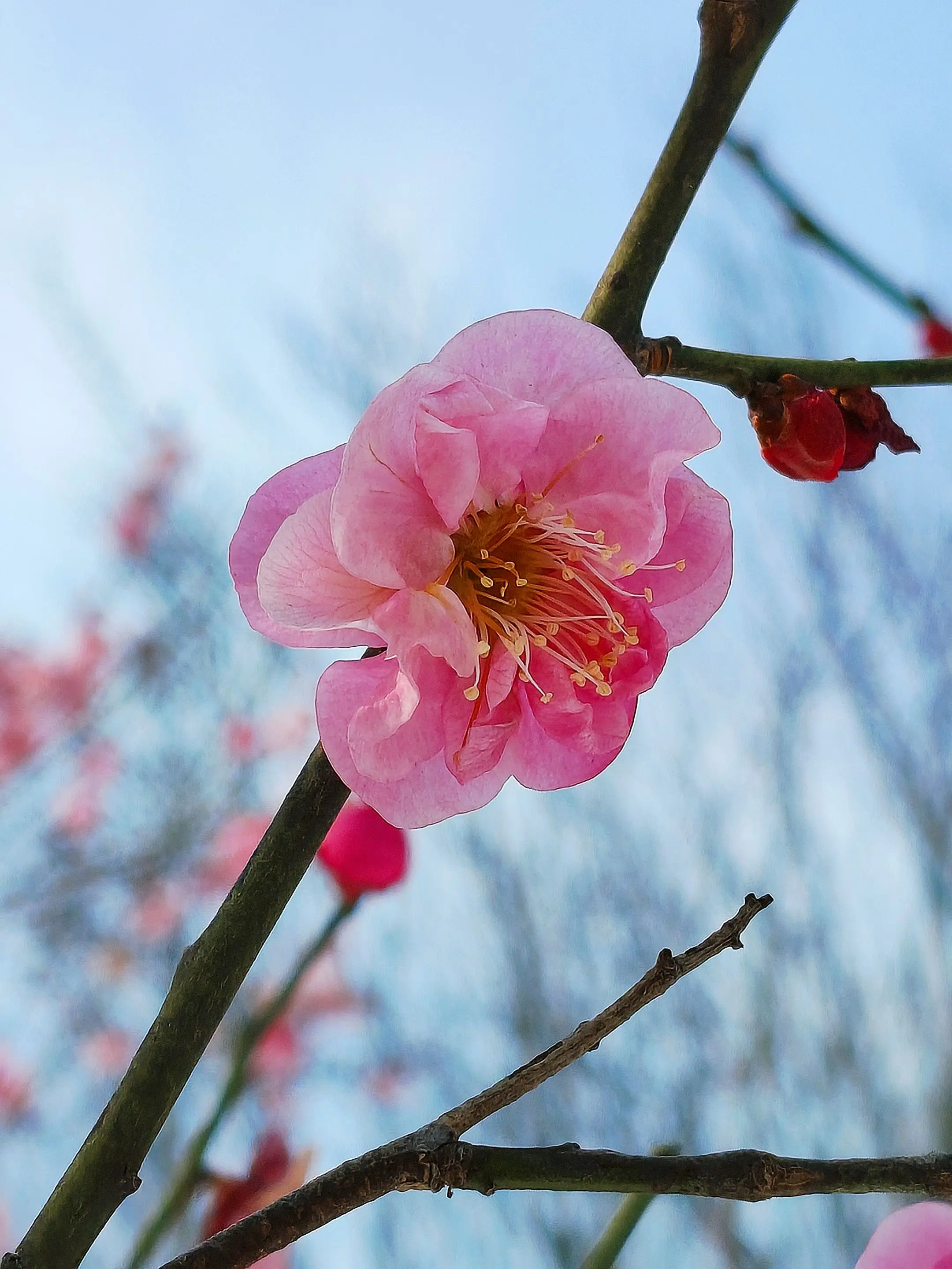 雪沁梅花朵朵香。隋唐城的雪，纷纷扬扬，来的快，消的也快。正如这梅花，好...