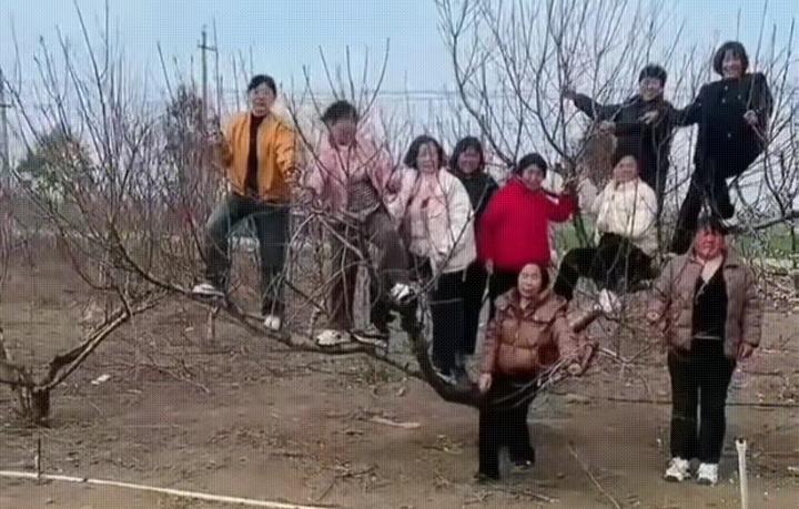 一棵小树结出了九个大妈，大妈在欢笑，小树在哭泣！文革大妈[作揖][作揖]

小树