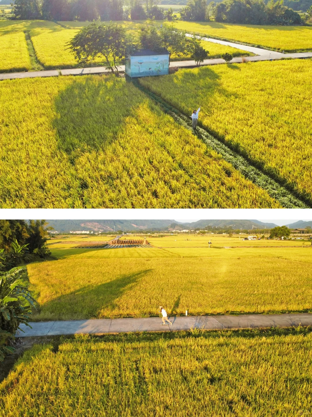 不是喜洲是广州❗这场秋日田野walk美炸了❗