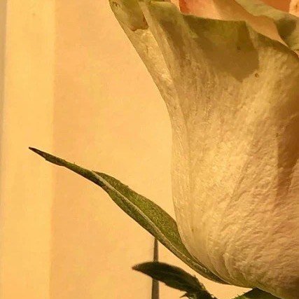 阳光信用[超话] | 每日一善 踮起脚会缩短爱的距离，这样会不稳定；弯下腰获取平