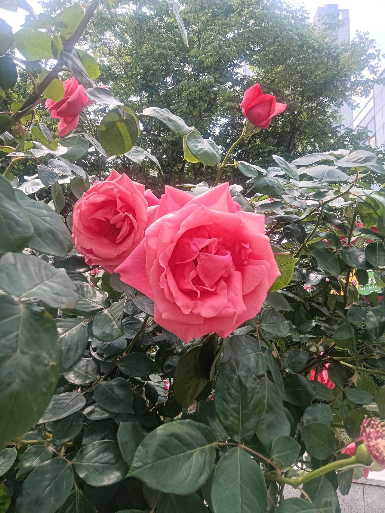 花好月圆
藏头诗
文/李兴伟
花苞春日绽娇颜，
好景良辰暖意绵。
月季含情频颔首