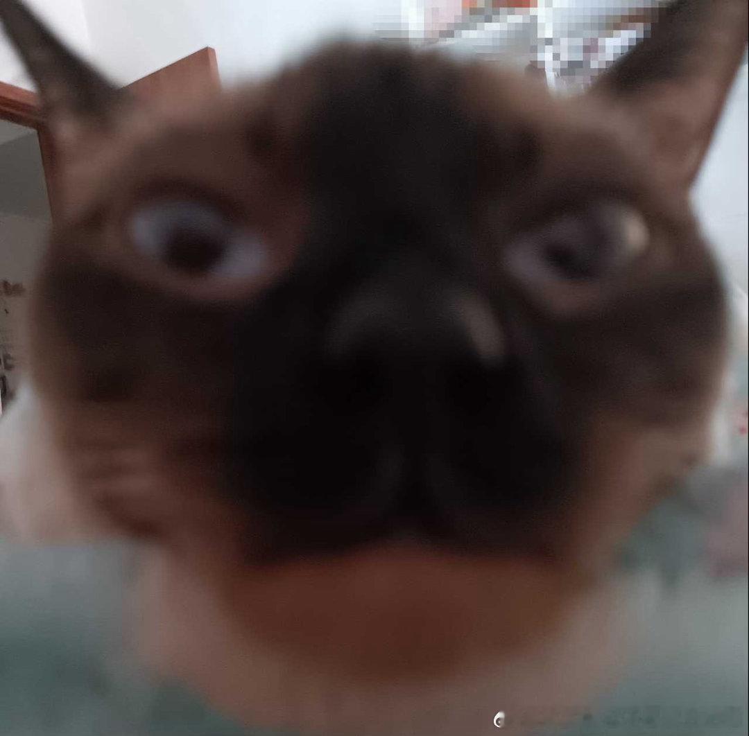 50789【丑猫】是一种天赋 