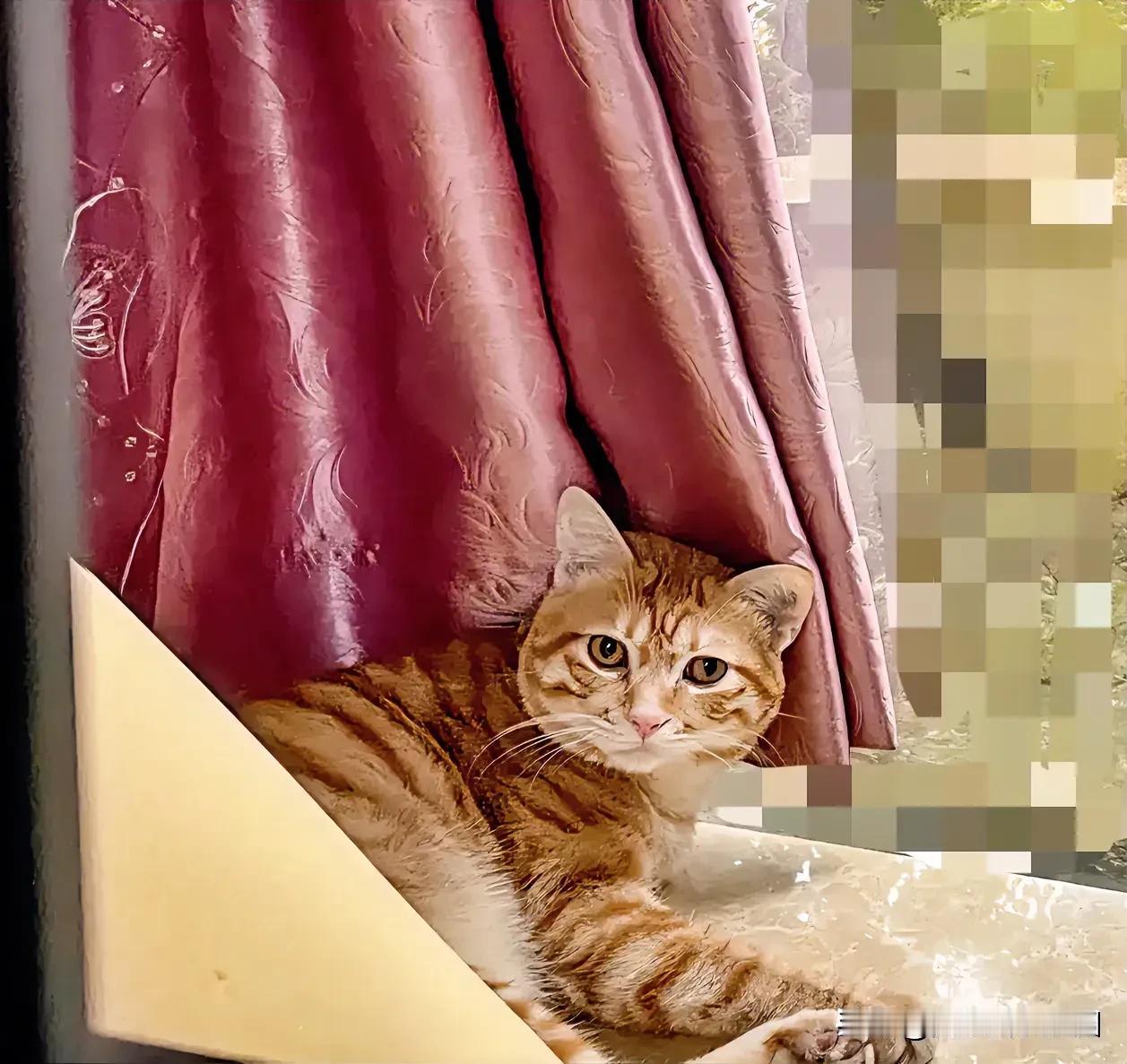 #猫咪怎么能可爱成这样# 大家知道吗，猫咪的听觉嗅觉究竟有多灵敏？阳台上，这只猫