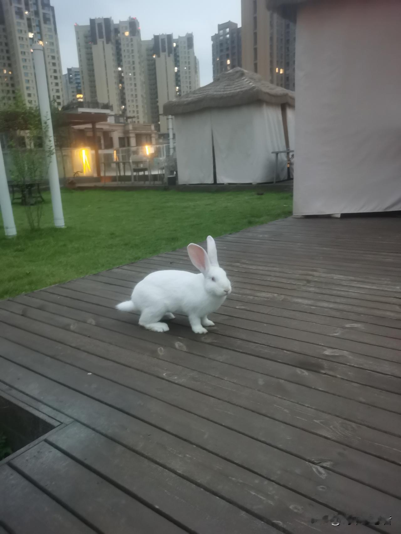 丁香与芭蕉：中国诗词中“愁”的绝美姿态
愁本无形，难觅踪迹。古人却独具慧眼，于自