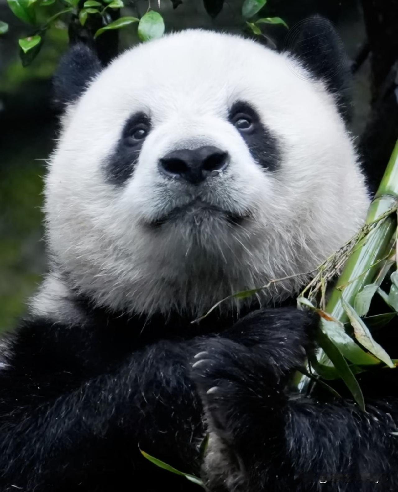 兰重重和莽庆庆像不像异父异母的双胞胎？我的脸盲症又双叒叕发作了[尬笑]
兰重重的
