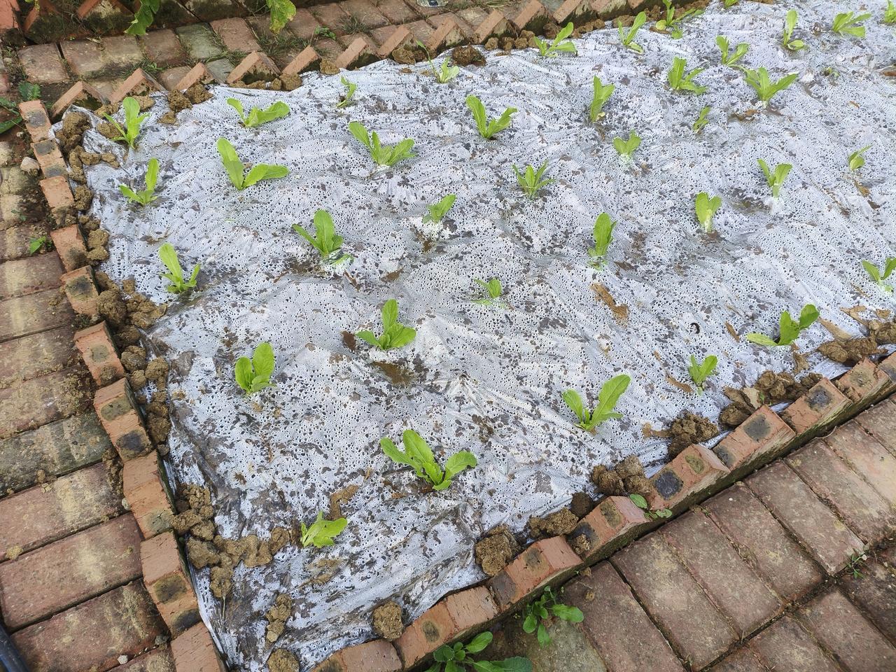 我的小菜园为了给蔬菜保温，拉上了保温膜，你看我种的可以吗？

你们看出来我种的是