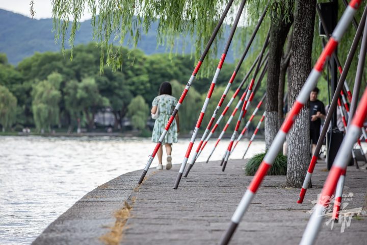 迎战台风，50岁的她在西湖边爬上爬下，只为把树牢牢“拴”稳