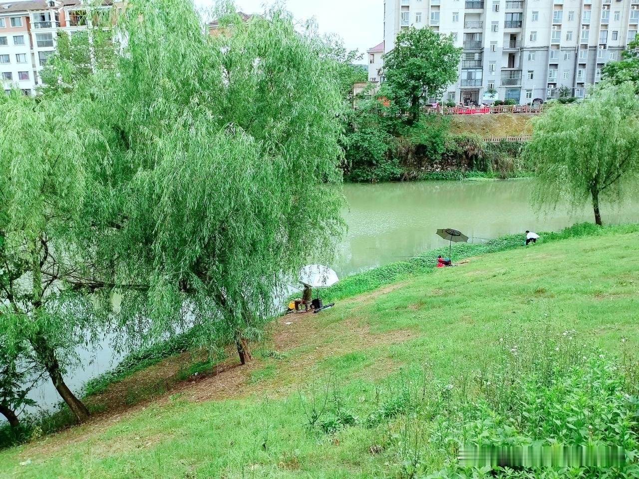 《雨后嫩柳 》
五月丝雨织烟沙，
嫩柳垂腰沐露华。
不借春风裁细叶，
自将柔韵入