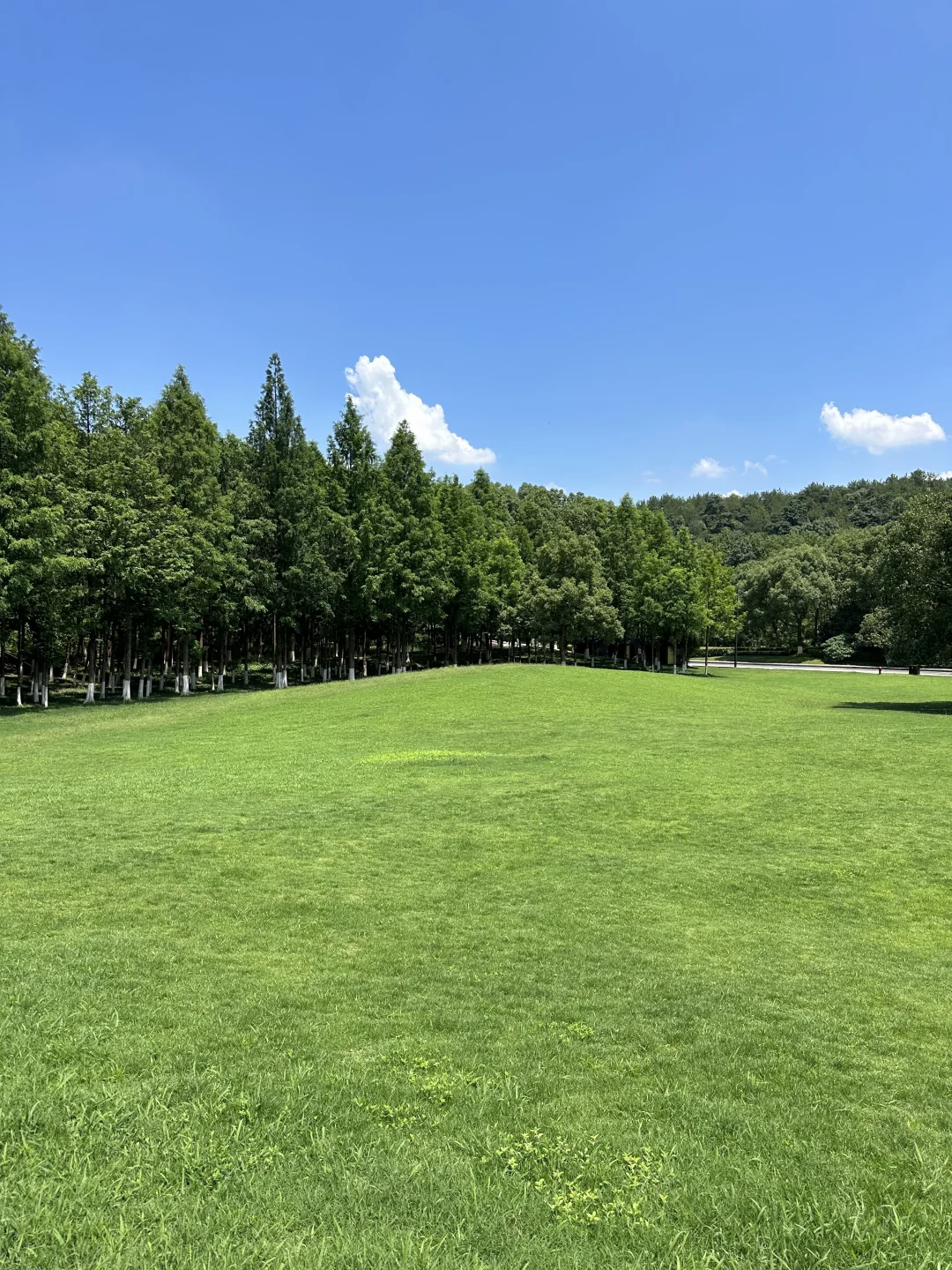 🌳杭州这里美爆了！！真的好像阿勒泰……