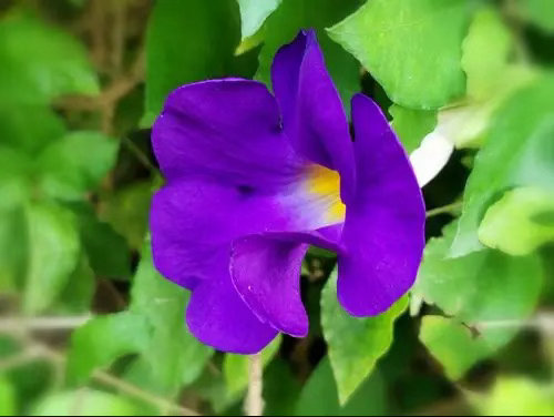 ‎种植 硬枝老鸭嘴（也叫直立山牵牛）非常好养，核心就三点：给足阳光、土干了再浇水