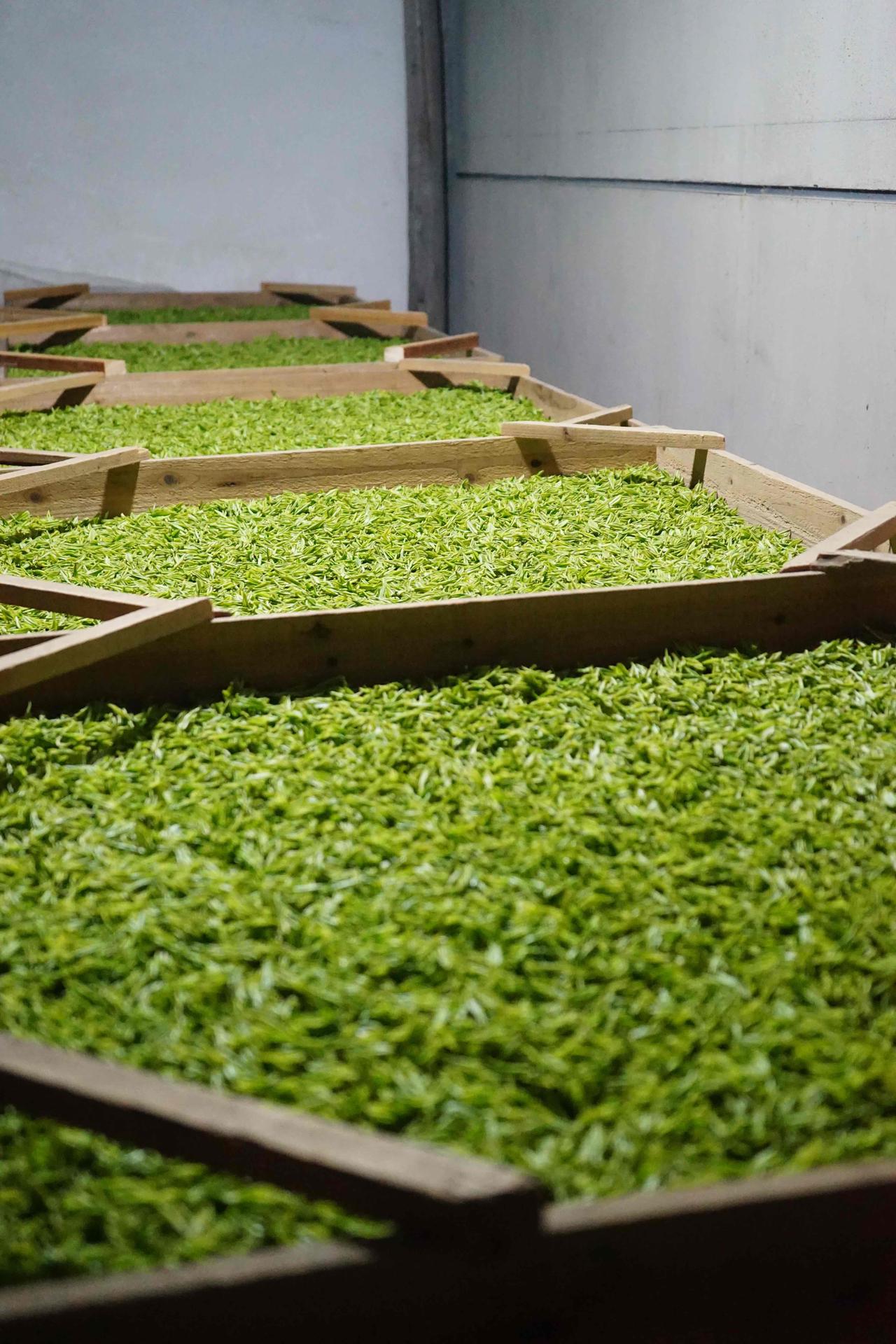 4月3日的茶炒好了，卖不上价了。
20来人采，只炒了10来斤[捂脸]
这是第4天