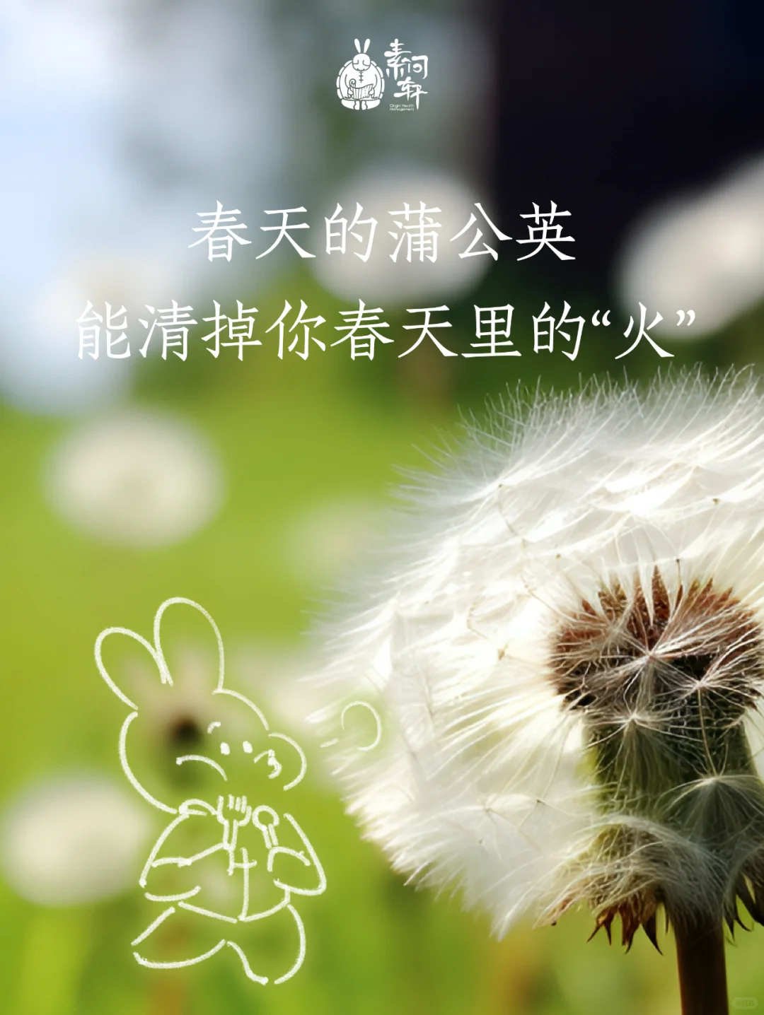 春天肝旺易上🔥这株草让你身体不淤堵