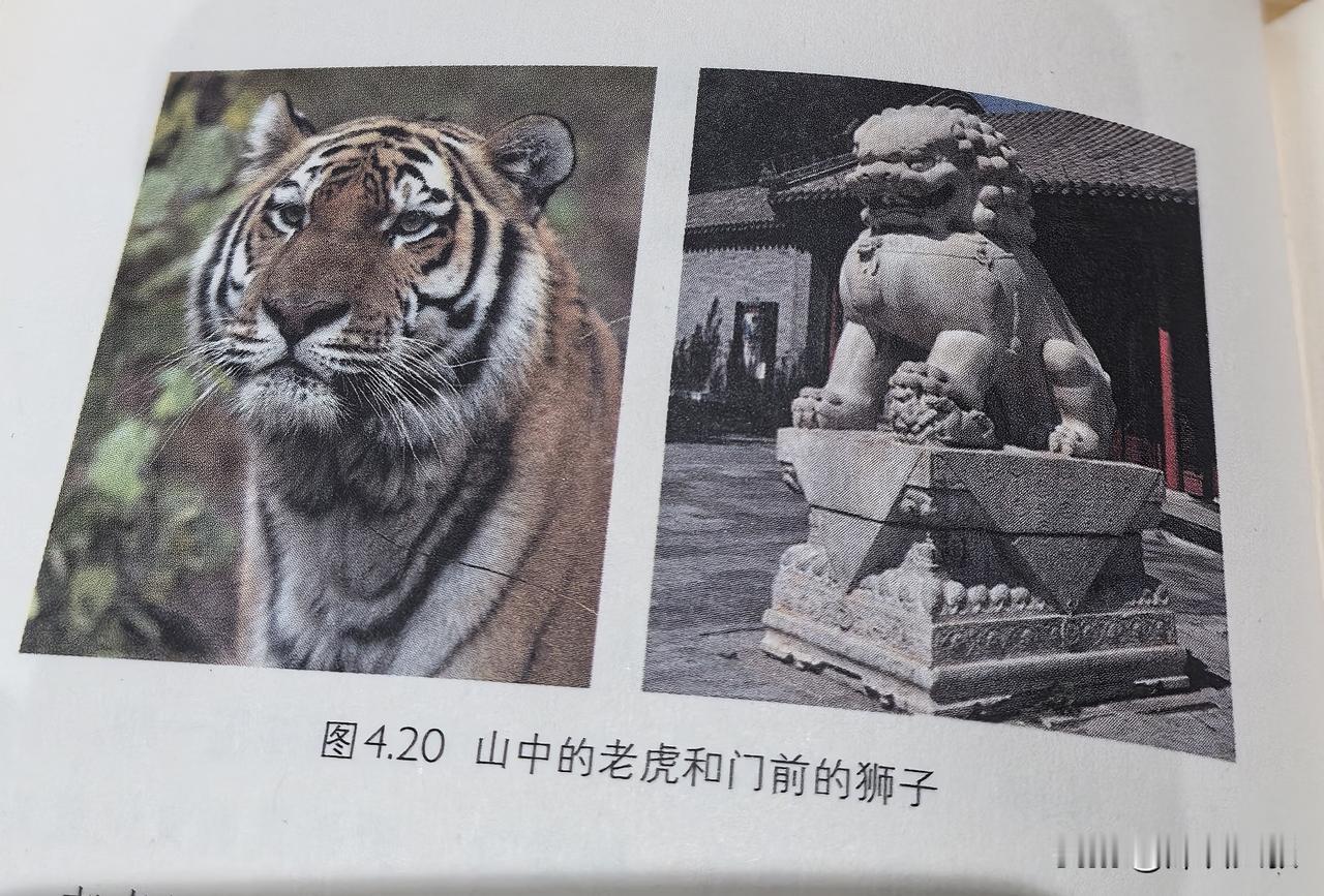 石狮与真虎：门外与山中的文明悖论

山中的老虎，皮毛斑斓，眼神冷峻，那是真实的、
