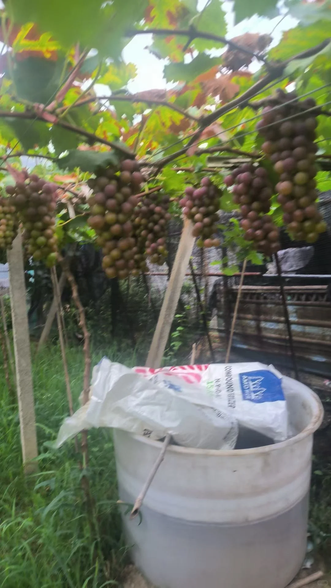 我爸说今年葡萄要开始卖了，而我却无能为力