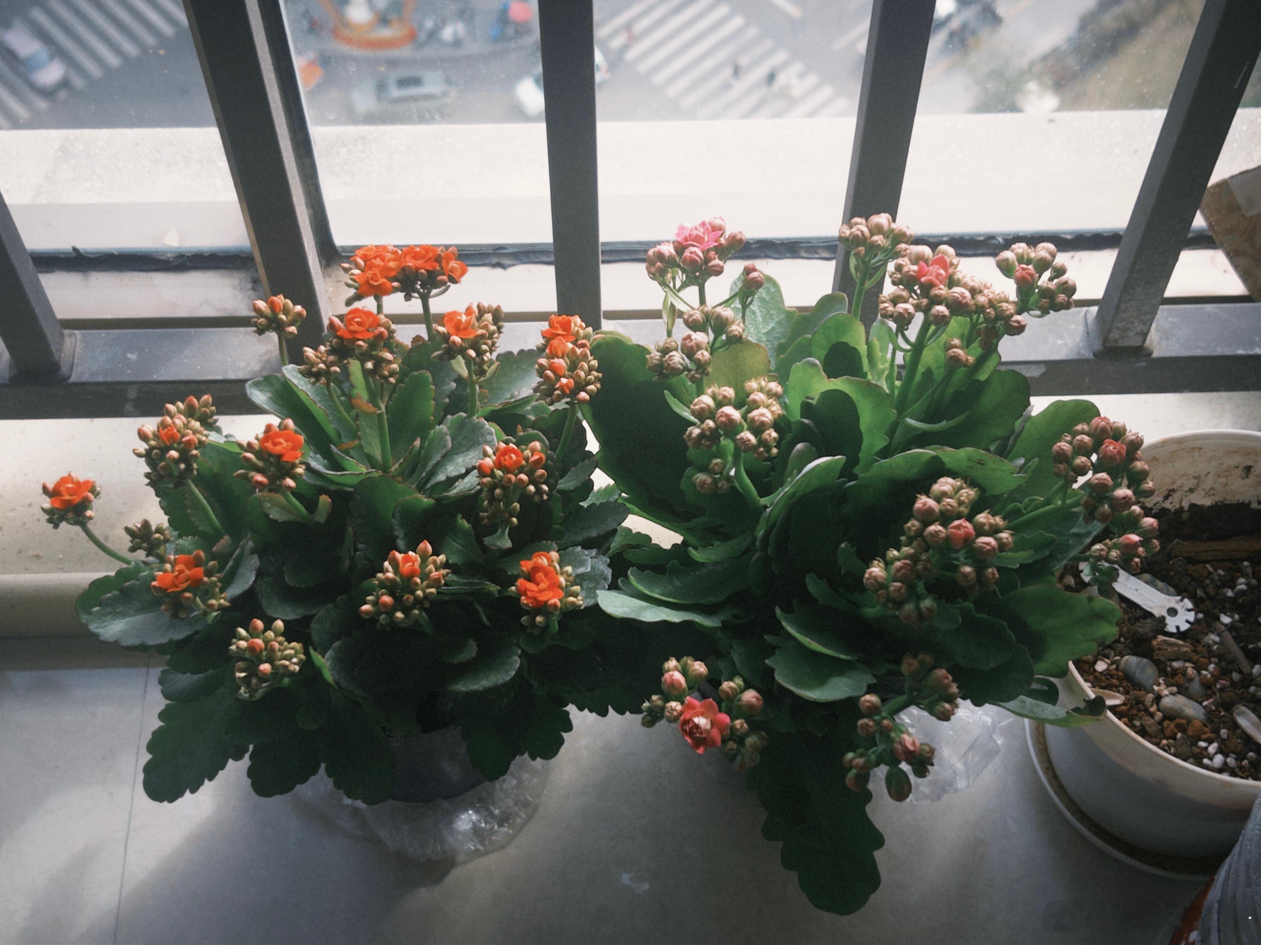 生活手记早起打卡都打不了偷得浮生半日闲！一觉睡到十点才醒！走出卧室！豪弟作业搞定