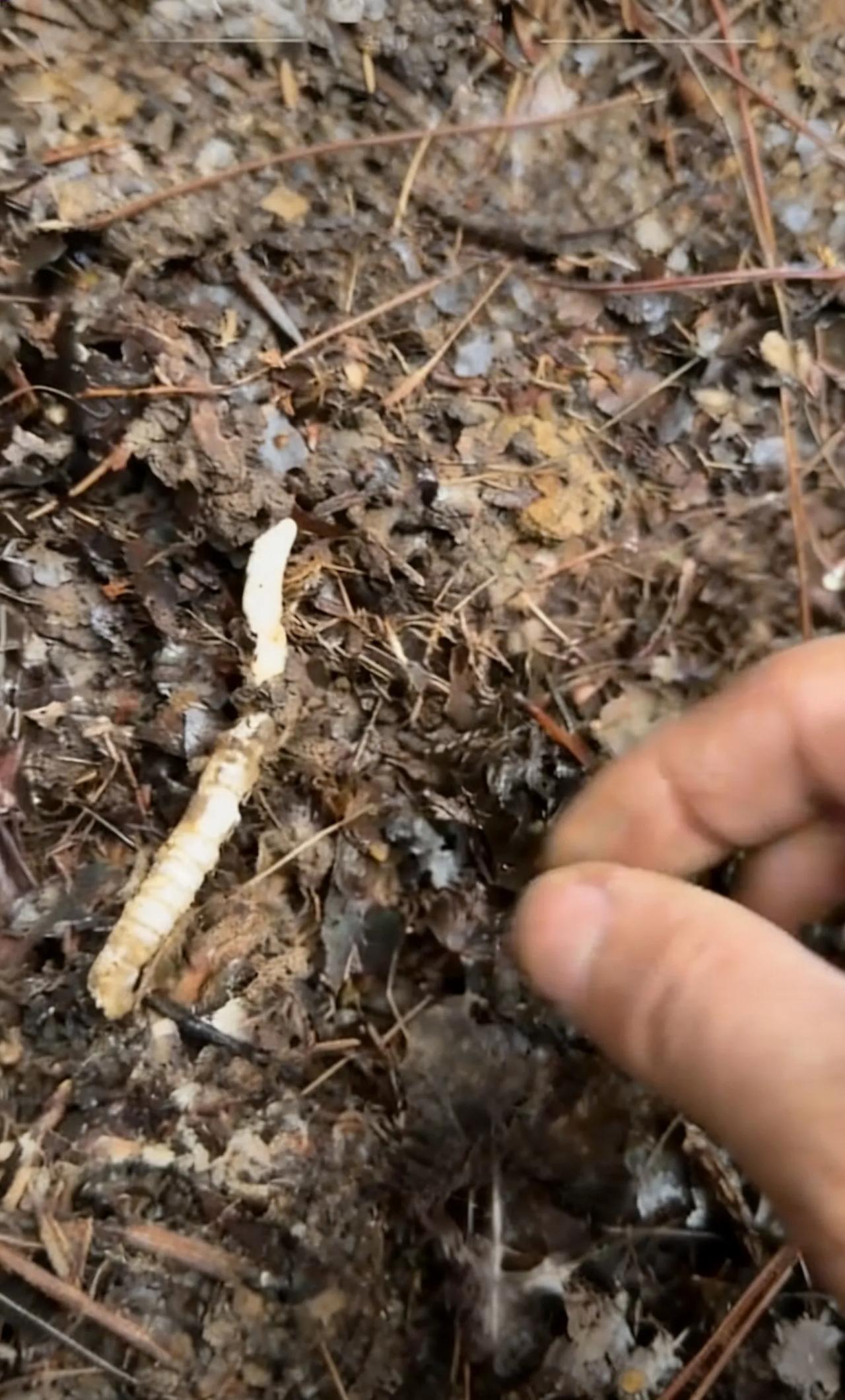 贵州男子跌倒扒出虫草，4天采300多根，一查价格愣了
 2026年2月上旬，贵州