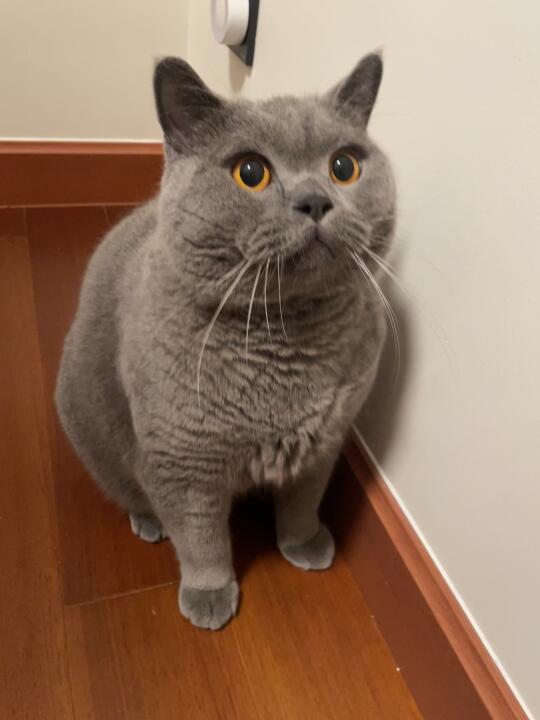 小猫咪打人啦😂
