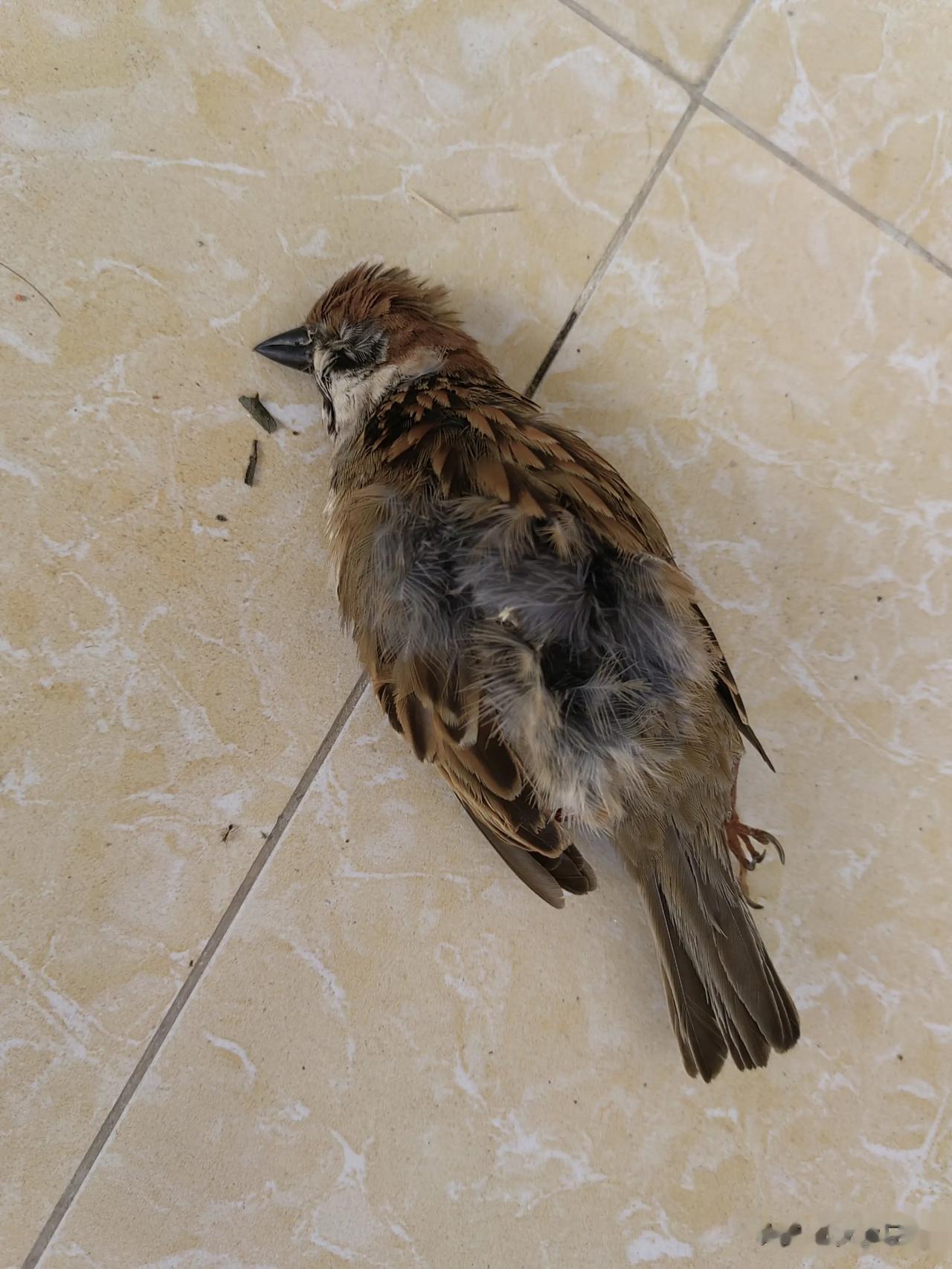  
上课期间，外面狂风大作，突然一只鸟冲进了教室，还没有来得及刹车，就撞上了墙。