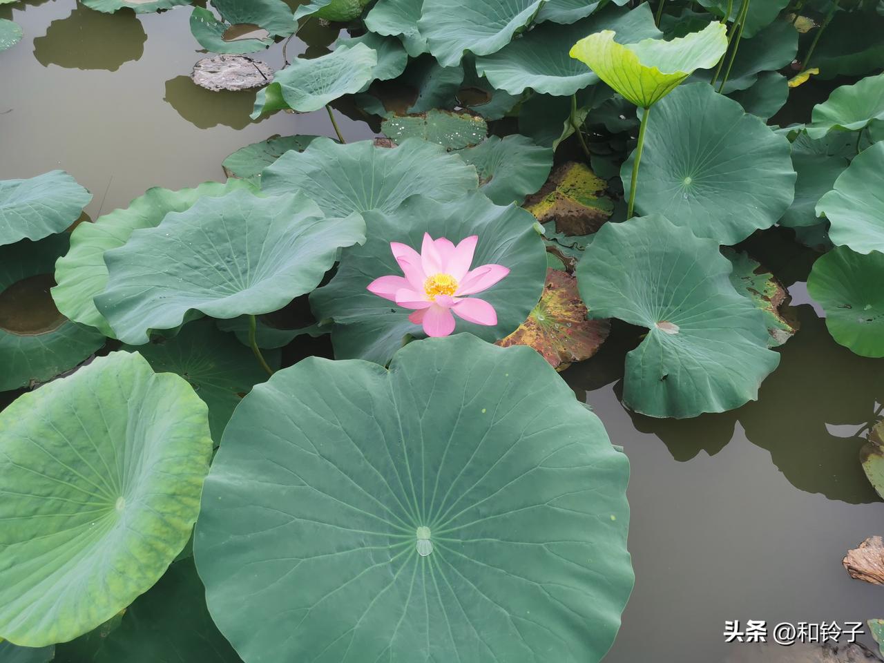 两个艺术家结婚，一个必定吃掉另一个。

这是左拉在小说《苏尔蒂夫人》里说的。
