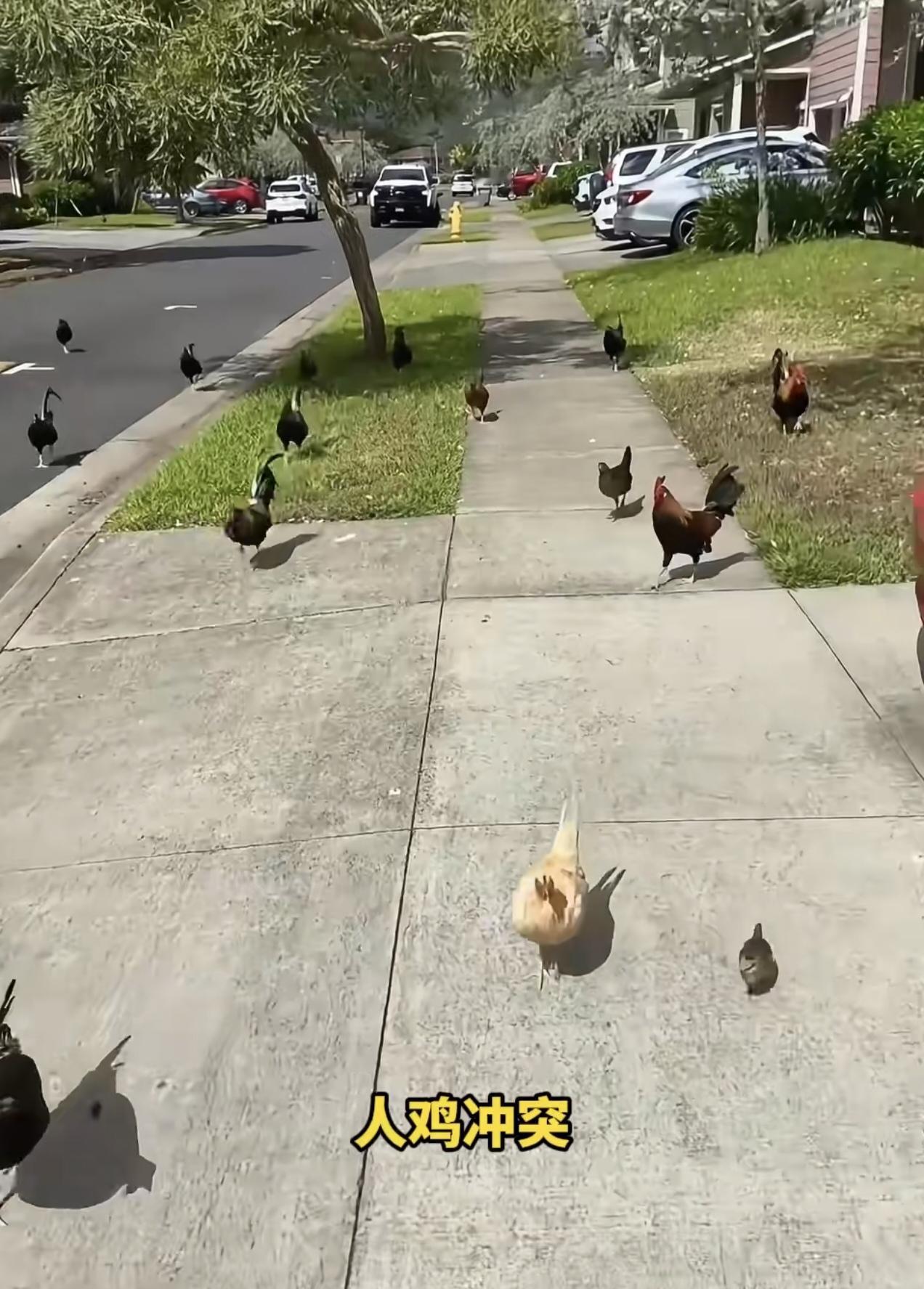 美国夏威夷出事了，鸡泛滥了。起因是多年前的飓风摧毁了鸡舍，大量家鸡出逃与当地的红