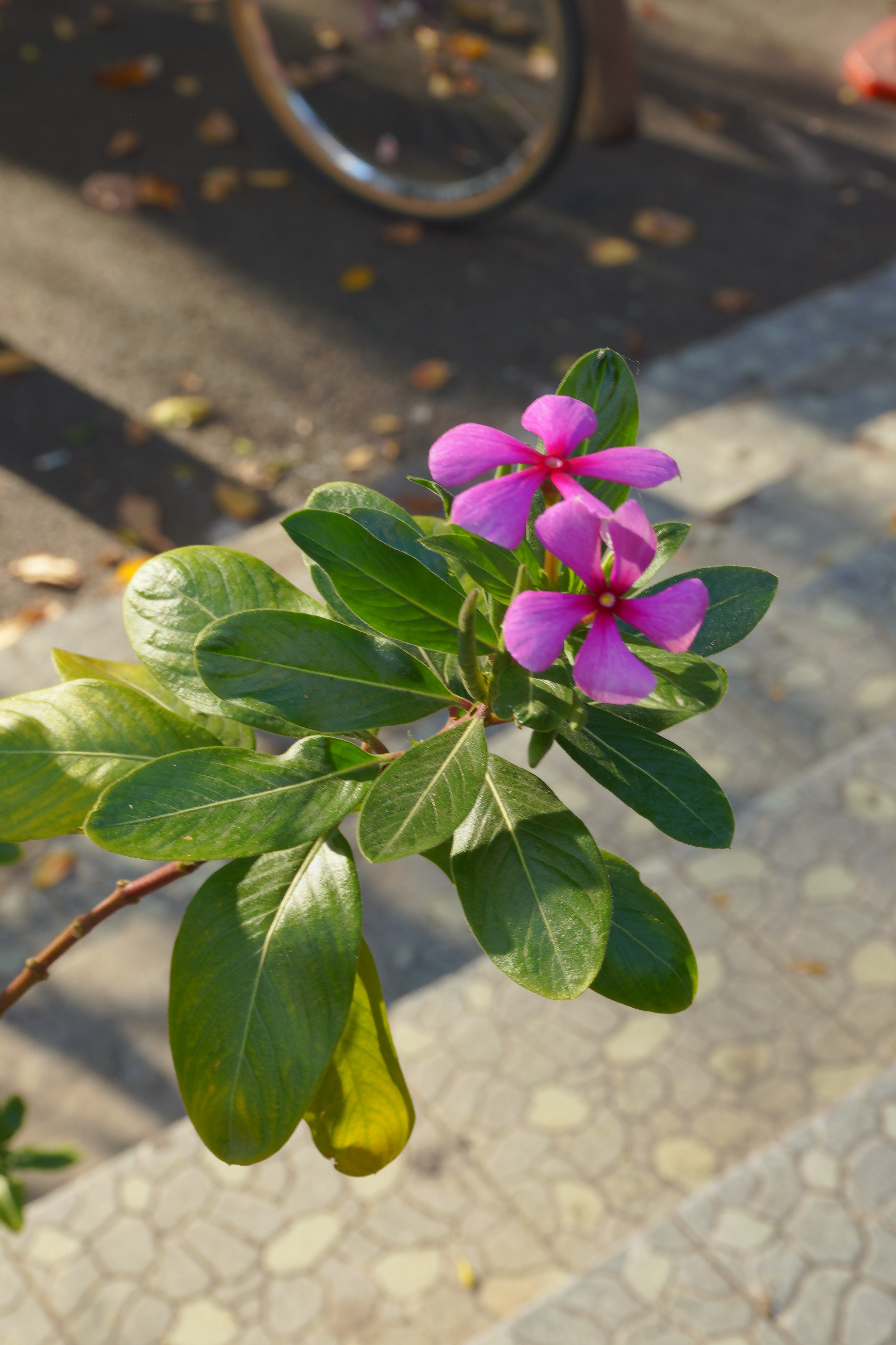 年味消失的原因还好吧，只是大家注意力转移了，街上，商场，该布置的都布置了，商场吃