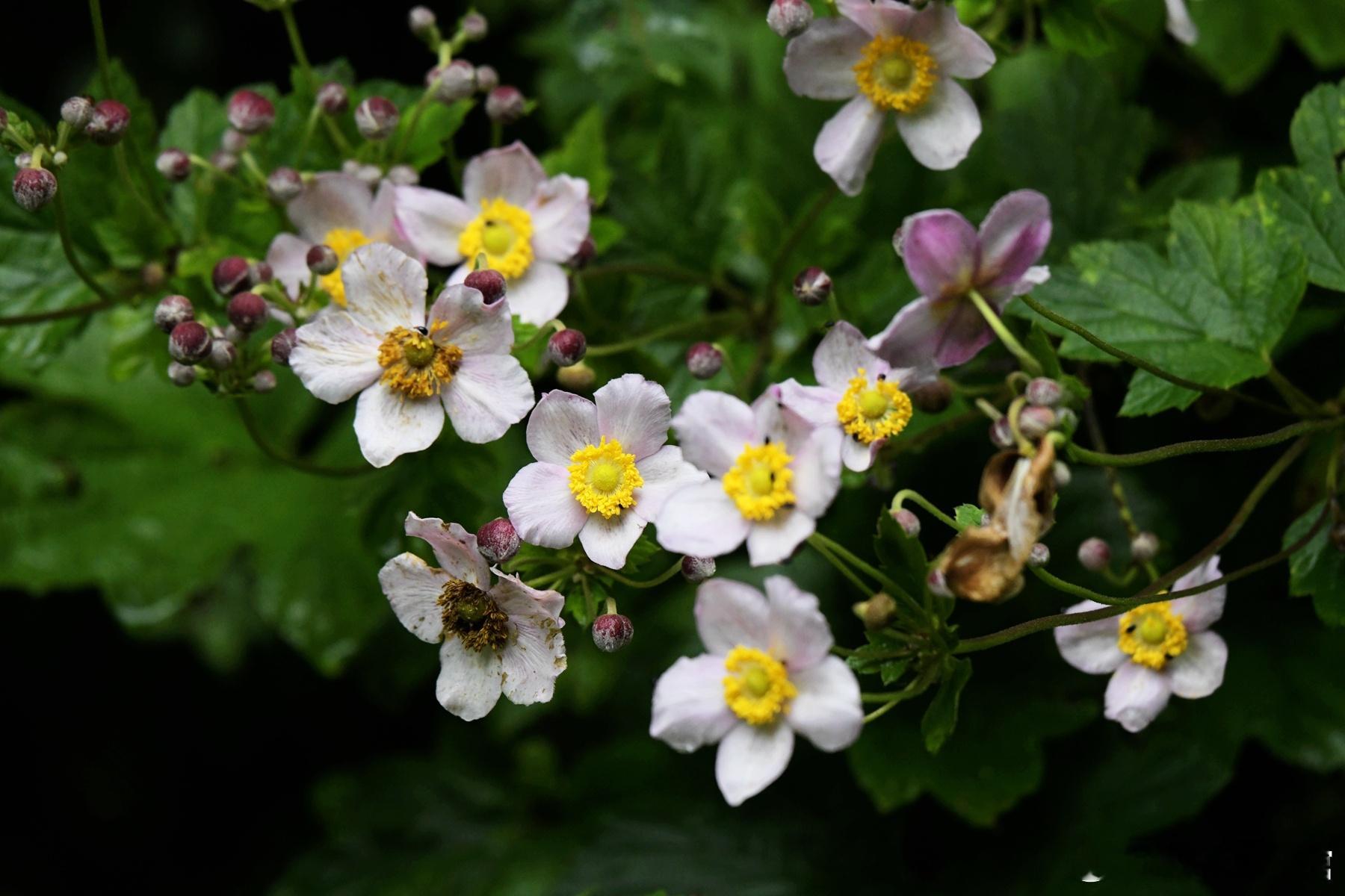 1354.热烈而奔放的野棉花。植物