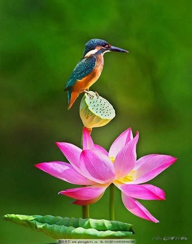 一只鸟儿站在盛开的莲花上。