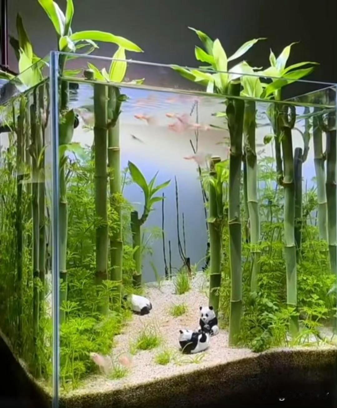 太唯美了，这个真的可以借鉴！

看到网上一个小哥在鱼缸里养富贵竹，这个感觉可以借