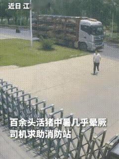 司机冲进消防站，嗓子冒烟:救我，救我的猪，要烤熟了，一百多头猪啊！猪都中暑了！