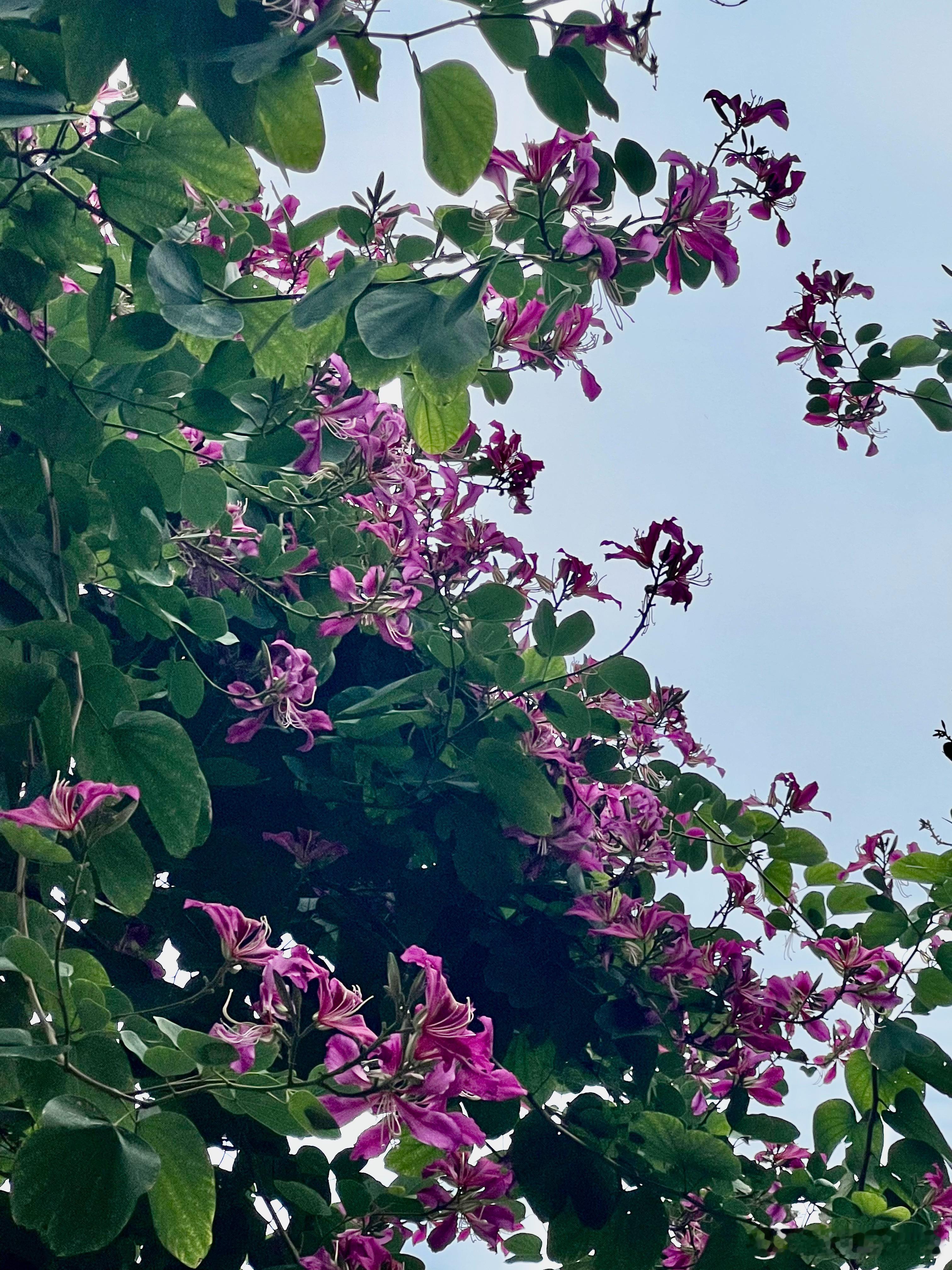 广州小区美丽的紫荆花。用照片记录生活遇见美好