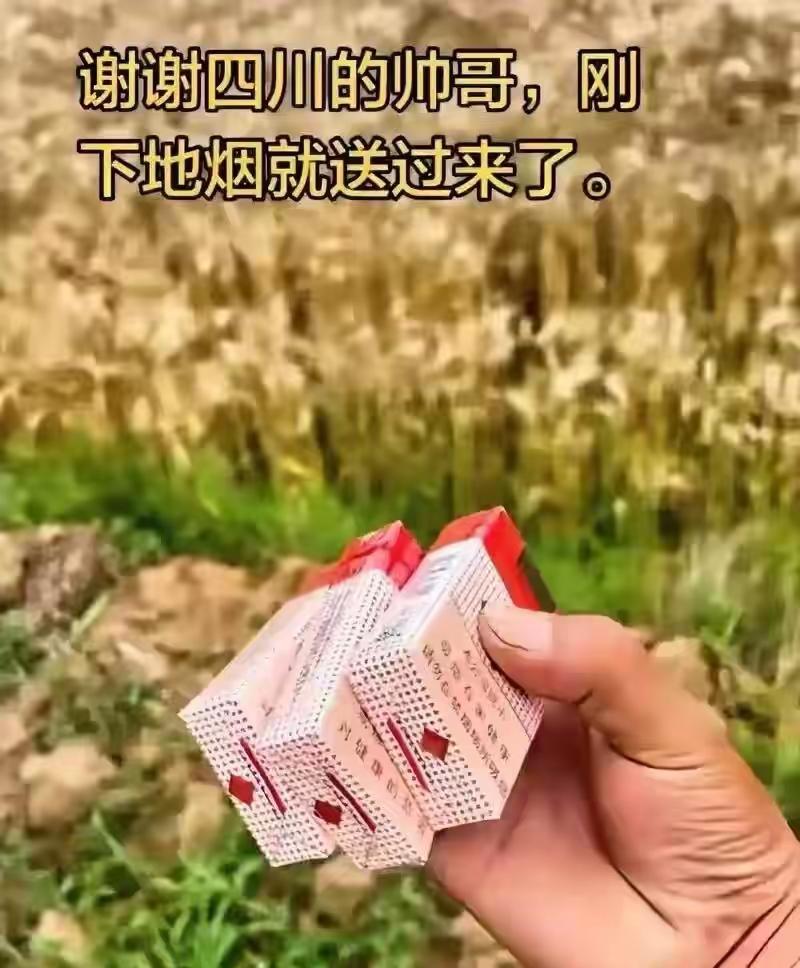 千里迢迢从江苏到四川收麦，这对农机手夫妻以为只是一场普通的跨省作业。没想到，主人