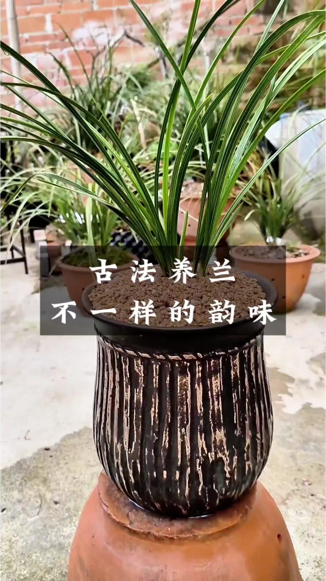 古盆配古法养花草超有韵味，每一步都藏着技巧~
1️⃣选盆配土：古盆透气性好，配松