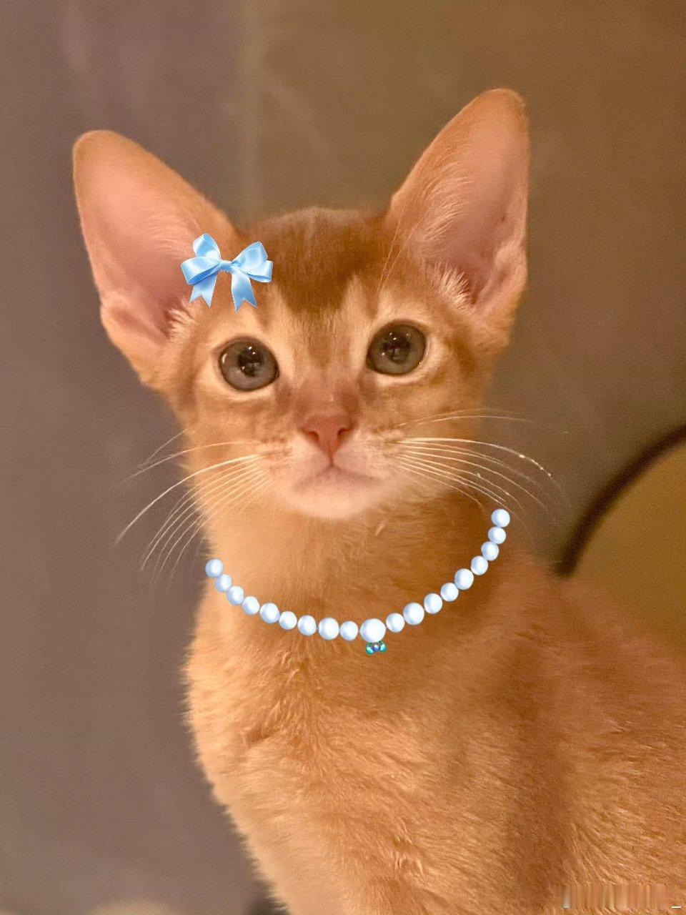 阿比真的很适合带珍珠项链，美美的