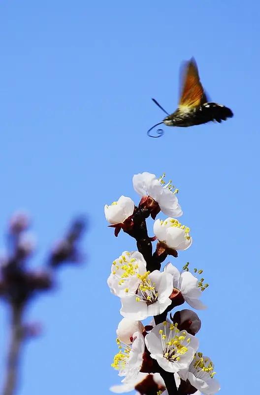 上联:霜欺雨打寒风啸，邀对下联？蝶飞蜂舞春日暄
