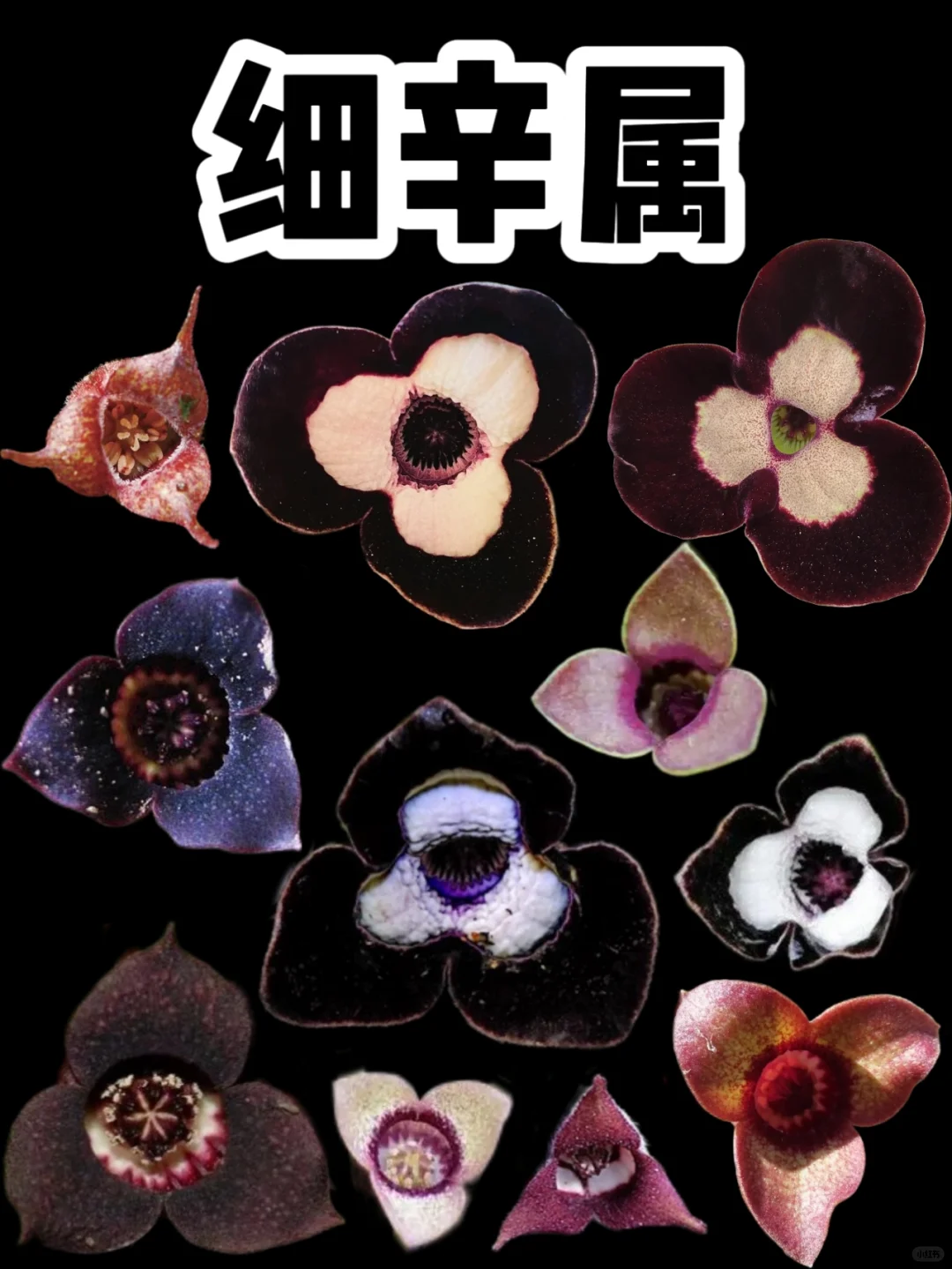 【细辛】有点暗黑系的感觉