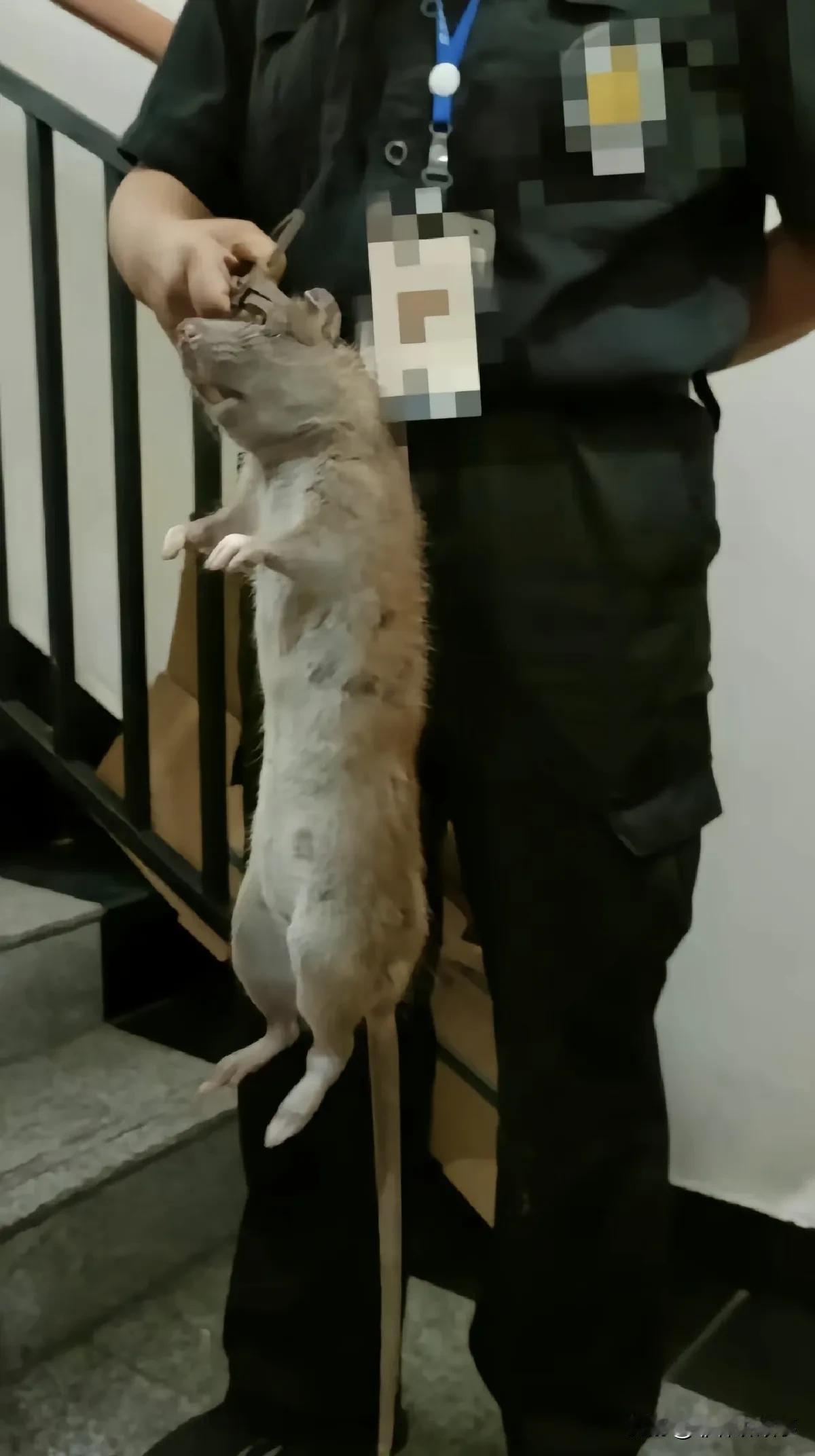 我的天呢！广东真的有这么大的老鼠吗？真的要被吓死了，比猫都大啊！这一天都吃啥好吃
