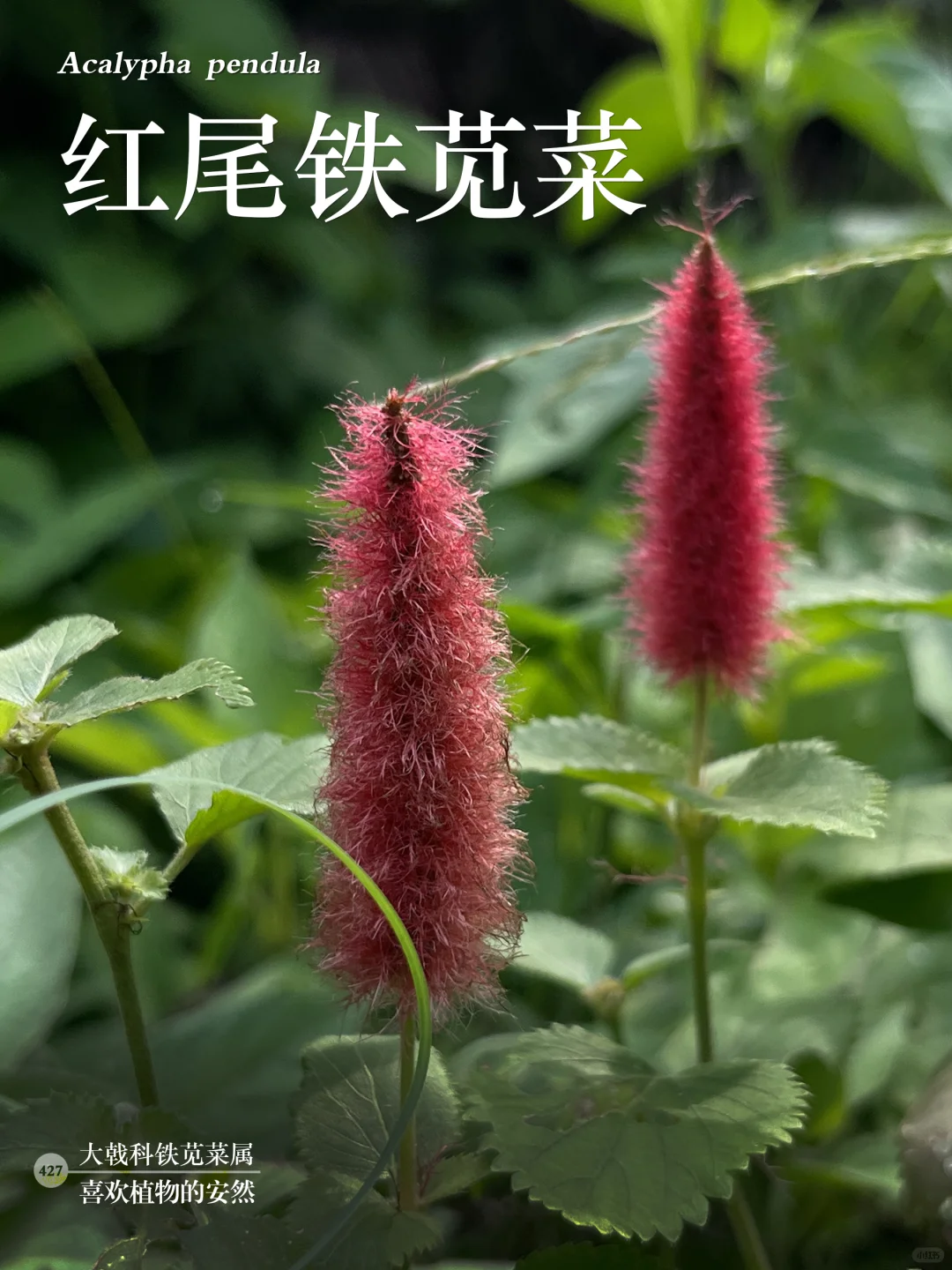 福州植物打标427｜红尾铁苋菜