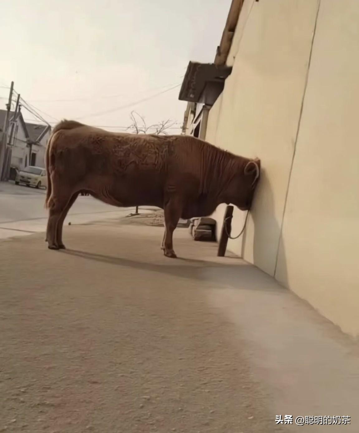 这是遇到什么事了郁闷成这样？求黄牛心理的阴影面积……