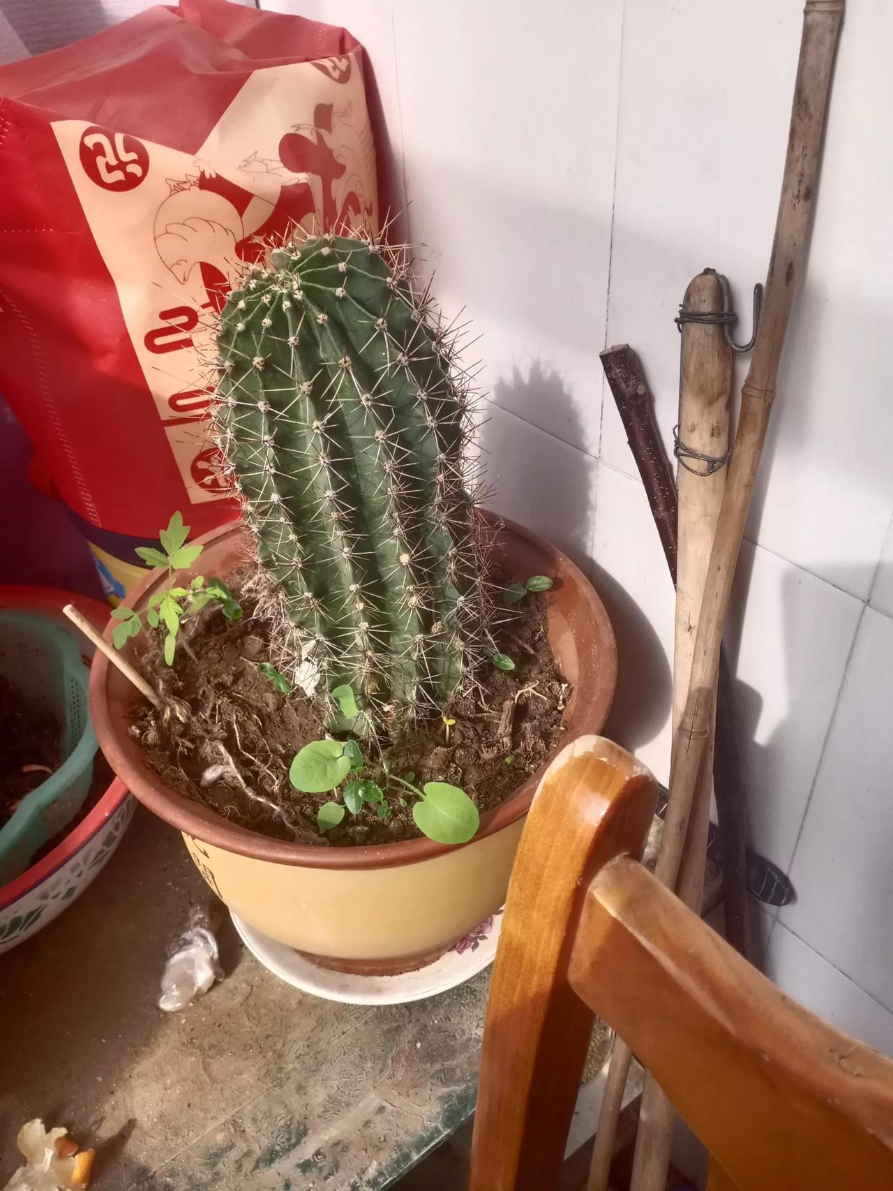 仙人球蟹爪兰，不开就是不开[祈祷]。花开真难。[捂脸]