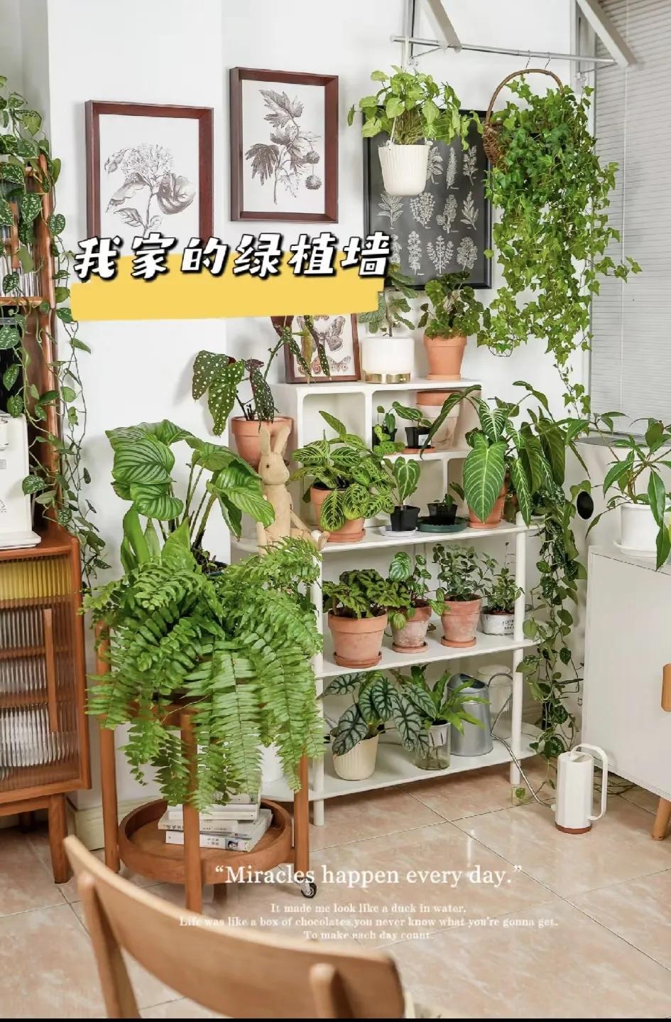 家有小森林
就不外出了

看着它们
就很治愈

都是超级好养的绿植
喜欢的朋友可