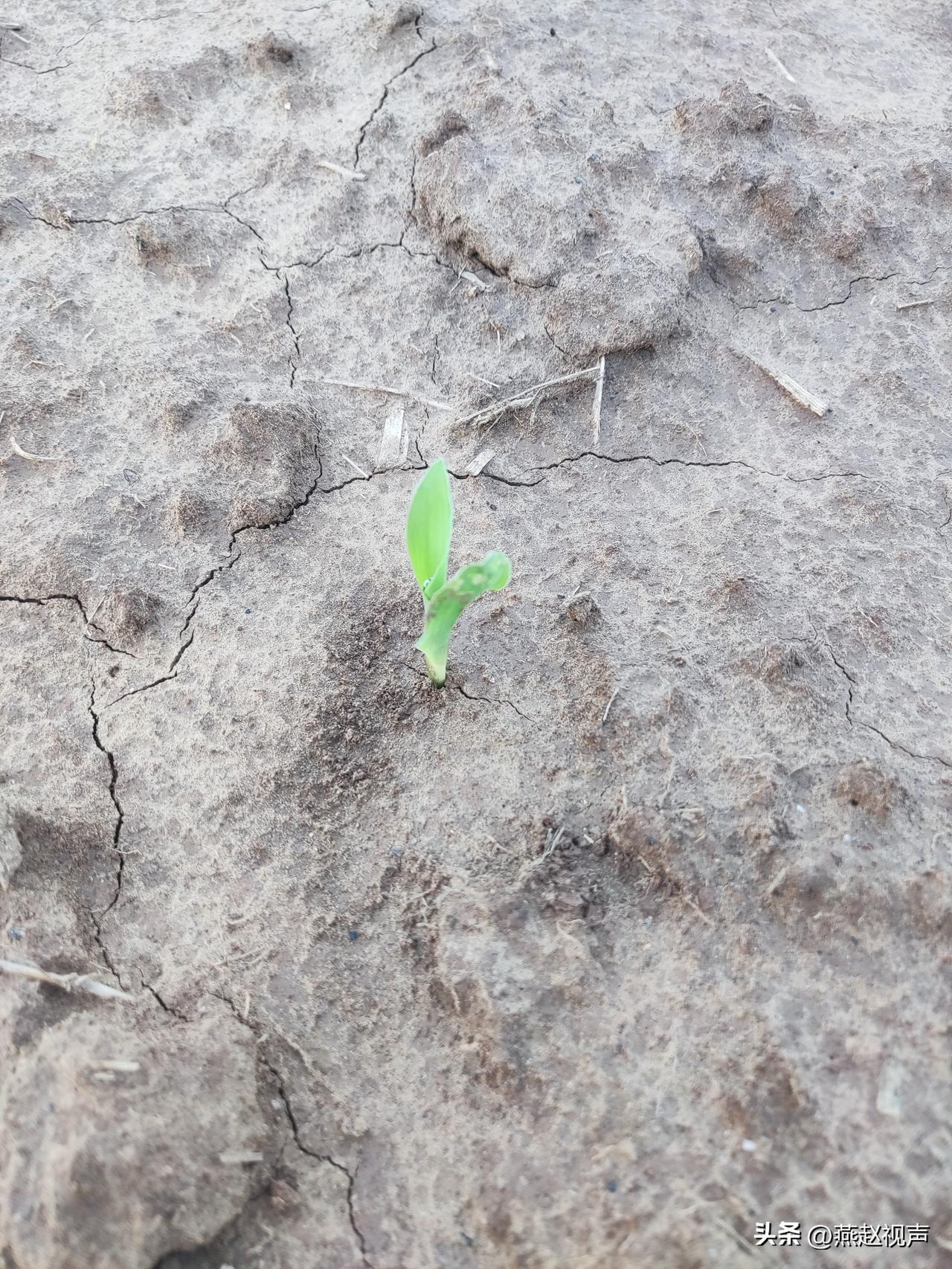 割完小麦播种玉米已经四五天了，今天早晨我到地里看了看，玉米已经出苗了。苗出的基本