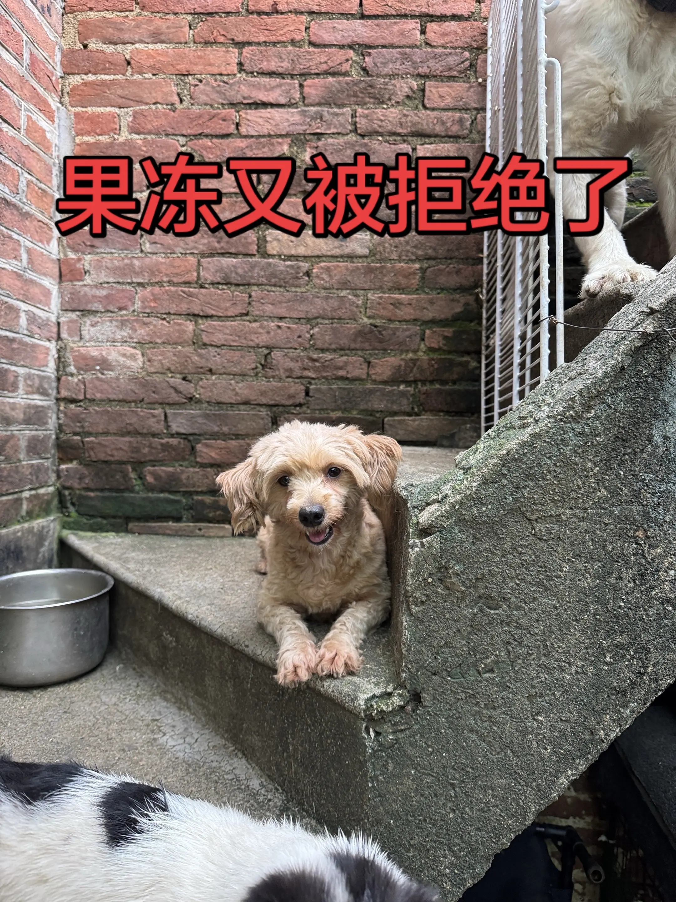 果冻被拒绝的第六次，果冻命苦，没有遇到有缘人？