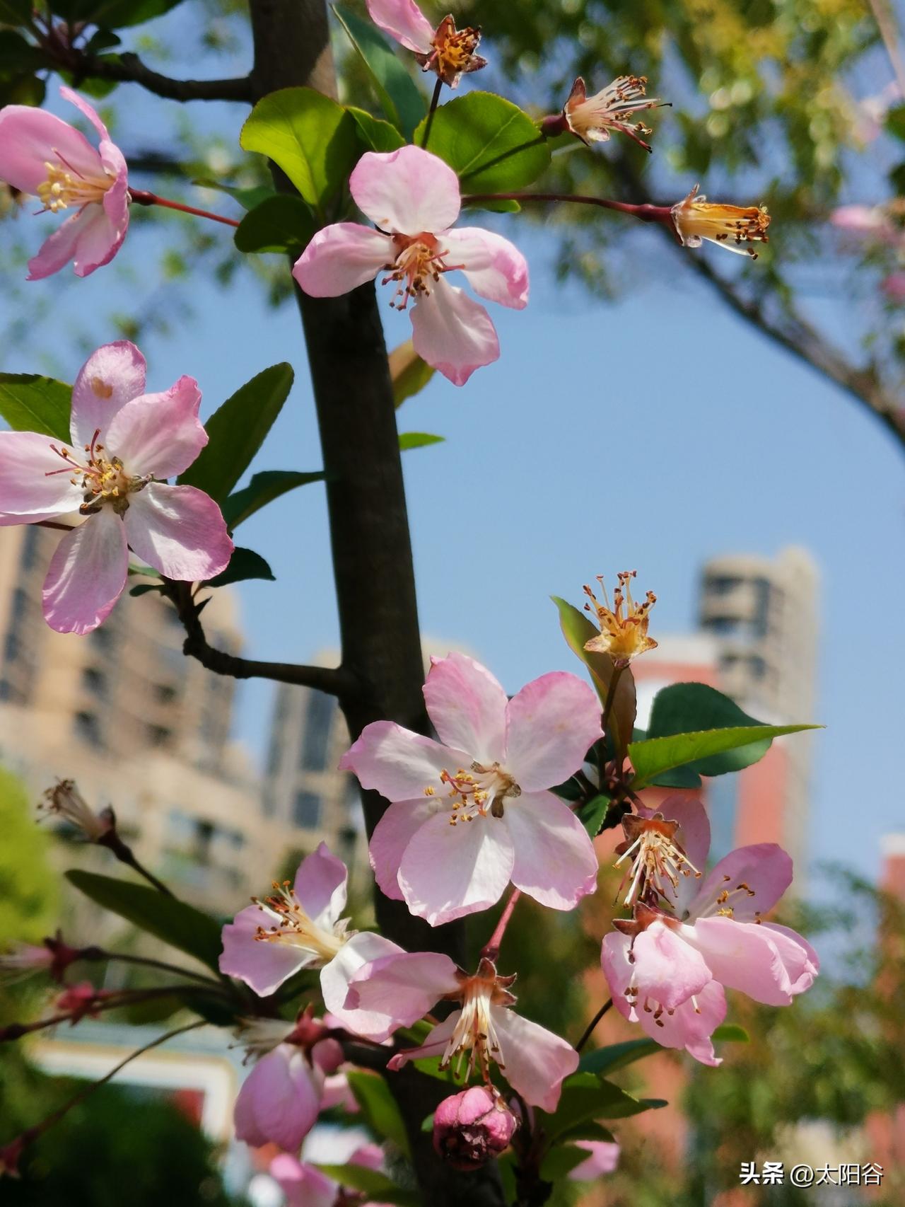 玉带河畔：古稀之龄沉醉桃花春韵

南昌的春，宛如一位善变的画师，前些日子一直沉浸