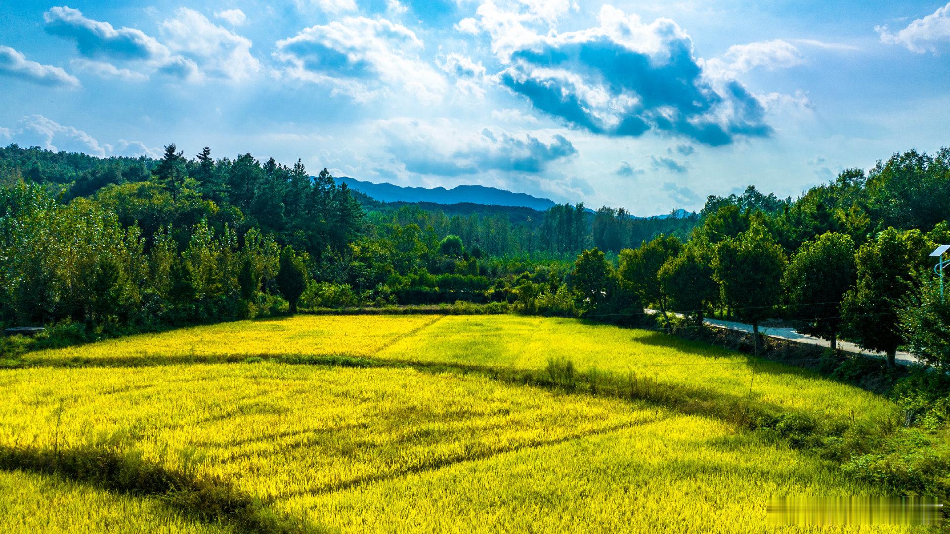 #丰收节里话鹰城# 近日，河南平顶山。在鲁山县赵村镇和四棵树乡，大片的稻田逐渐成