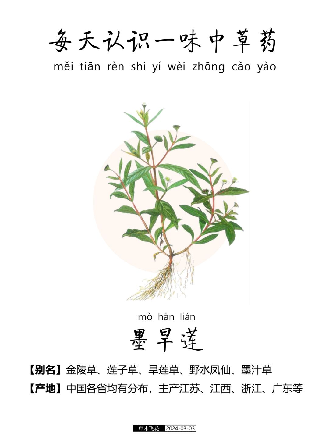 每天认识一味中草药-墨旱莲☘️